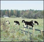 Maatalousmaan maksimivero on 1% maan arvosta - ja maatalousmaa on Virossa viel halpaa.