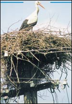 Kattohaikara on Virossa suhteellisen tavallinen nky. Tm lintu yritt varmistella puhelinlinjojen moiteetonta toimimista.