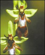 Kimalaisorholta (Ophys insectifera) puuttuu mesi, mutta se eritt tiettyjen hynteisten naaraiden hajua, joka houkuttelee plyttjt paikalle.