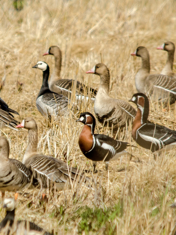 Joskus saattaa onnistaa! Harvinaisia punakaulahanhia tundra- ja valkoposkihanhien keskellä.