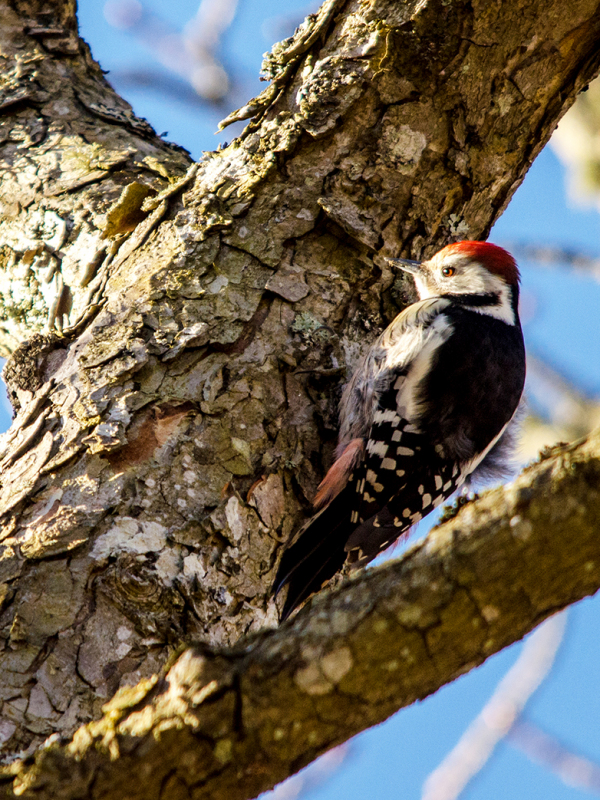 Tammitikka on hyvä esimerkki lajista, joka on Virossa melko helppo nähdä, mutta Suomessa todellinen harvinaisuus.