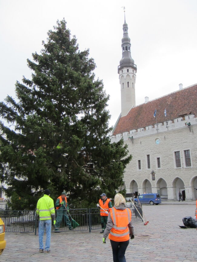 16-метровая елка установлена на Ратушной площади Таллинна