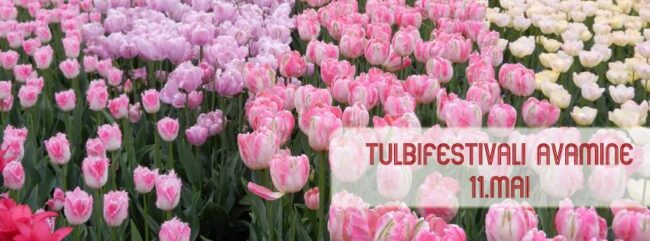 11 мая открывается фестиваль тюльпанов