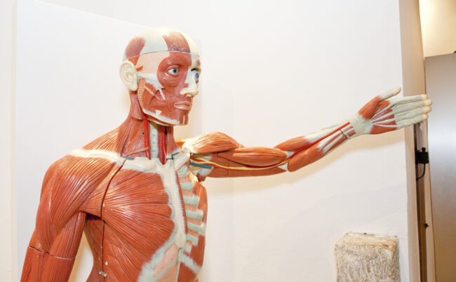 The Fascinating Human Body