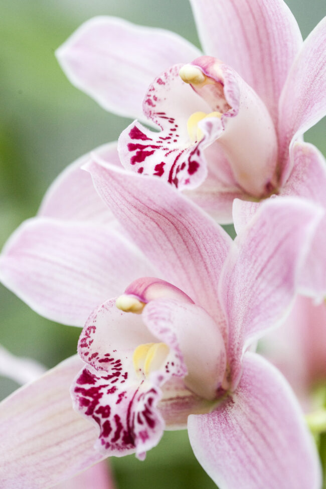 Выставка орхидей