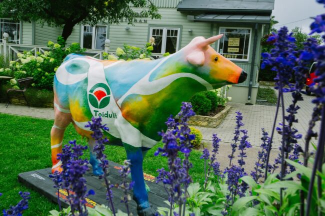 Разноцветная корова в центре Таллинна