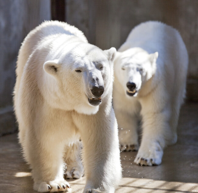 Eläintarhan  jääkarhut saavat uuden kodin