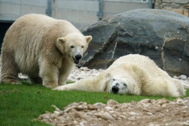 Tallinnan eläintarhan jääkarhujen uusi koti avataan sunnuntaina