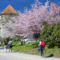 Viron upea kukkiva kevät – katso kuvat Tallinnan kirsikkapuiden hehkusta