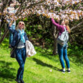 Viron upea kukkiva kevät – katso kuvat Tallinnan kirsikkapuiden hehkusta