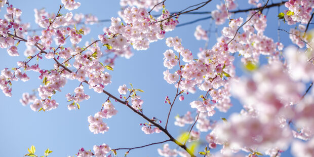 Kirsikankukat loistavat Tallinnassa – katso upea kuvagalleria!