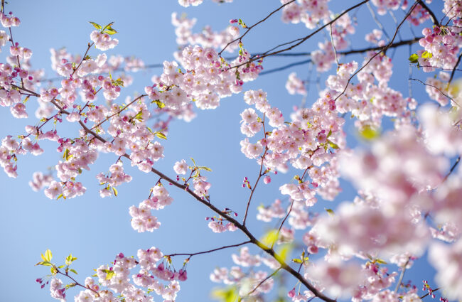 Kirsikankukat loistavat Tallinnassa – katso upea kuvagalleria!