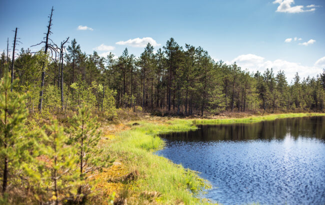 Viron pinta-alasta on metsää 52 prosenttia – maan metsäisin kunta on Saarde