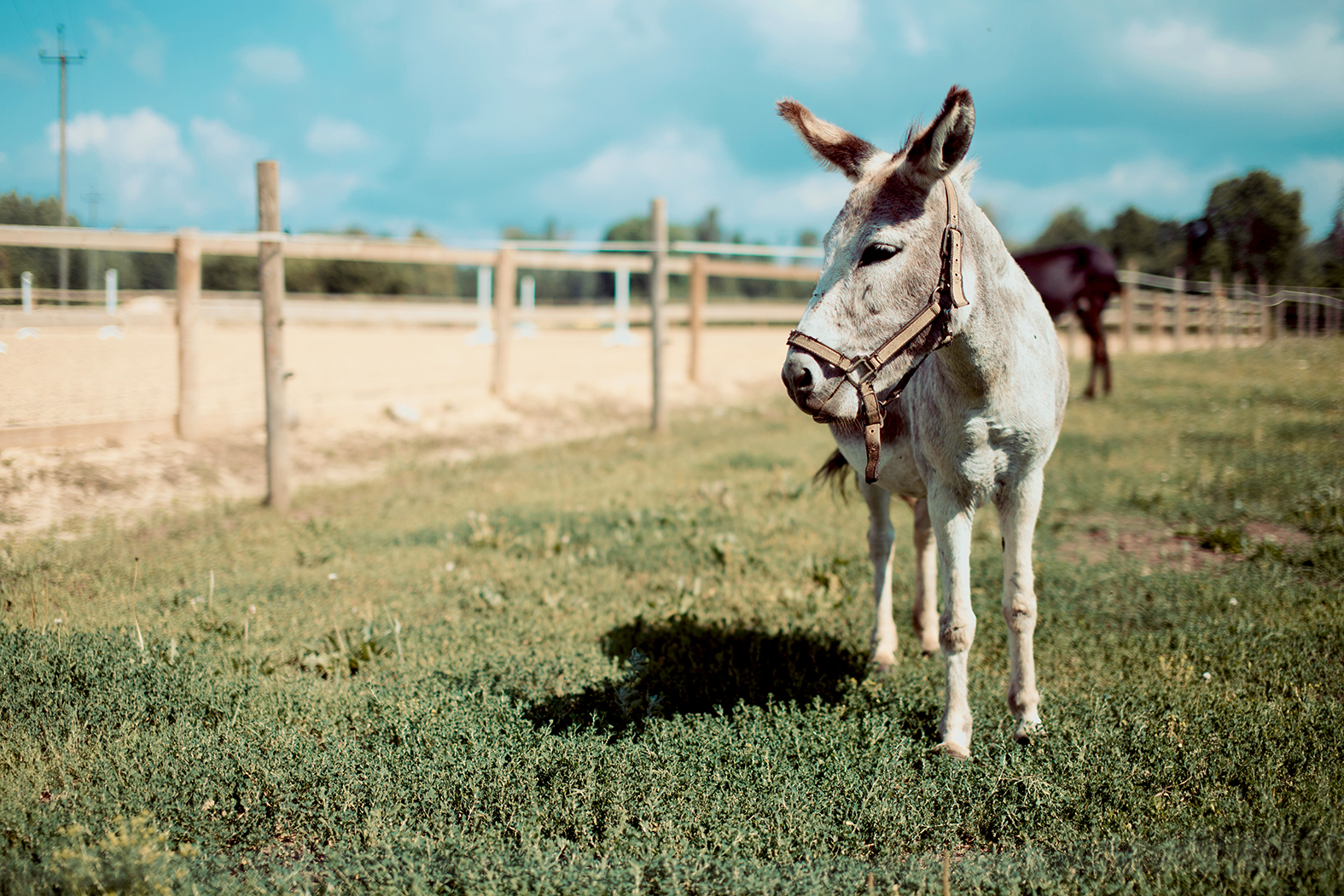 Open Farm Day all across Estonia this weekend