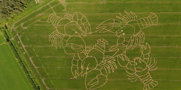Keski-Viron Põltsamaalla on upea labyrintti maissipellossa – tänä vuonna pellolla mönkivät ravut