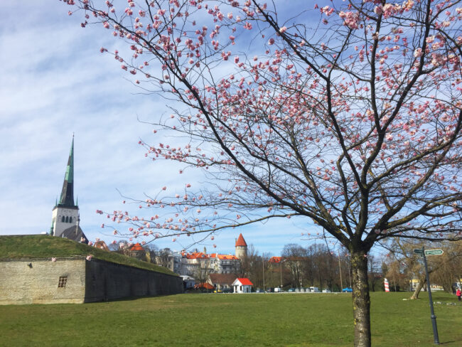 Kevätpäivä Tallinnassa: kukat kukkivat, rakennustyöt jatkuvat, mutta terasseilla on rauha