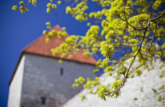 Tallinna-päivää vietetään 15. toukokuuta – tapahtuma on tänä vuonna virtuaalinen