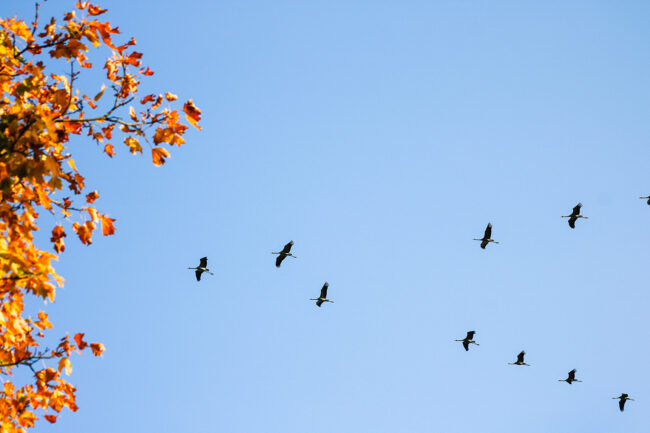 Syksy puhaltaa lintuparatiisin lentoon – Matsalun kansallispuisto on lokakuussa parhaimmillaan