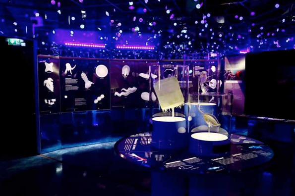 Новая яркая интерактивная выставка в Летной гавани: «Неизвестный океан» и «Балтика – в системе Мирового океана»