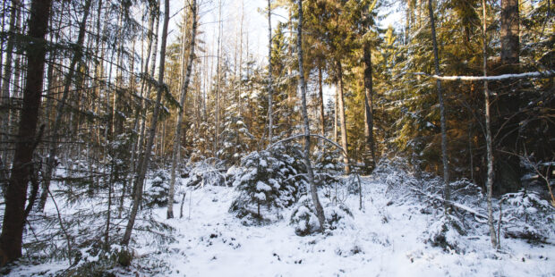 Joulukuusen voi Virossa hakea valtion metsästä