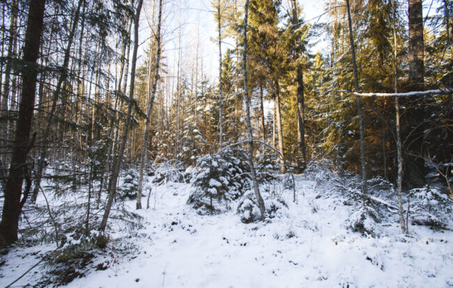 Joulukuusen voi Virossa hakea valtion metsästä