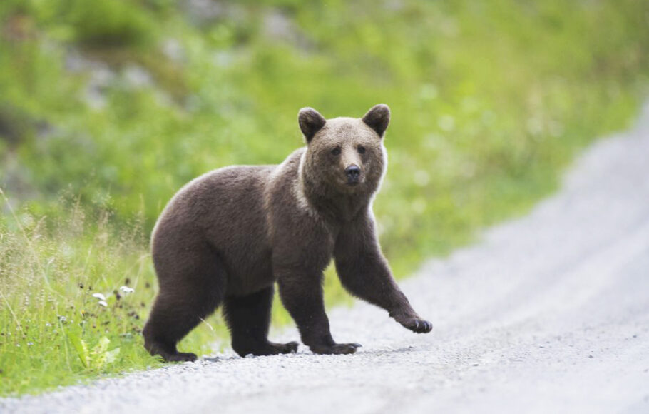 Viron metsissä elää lähes tuhat karhua