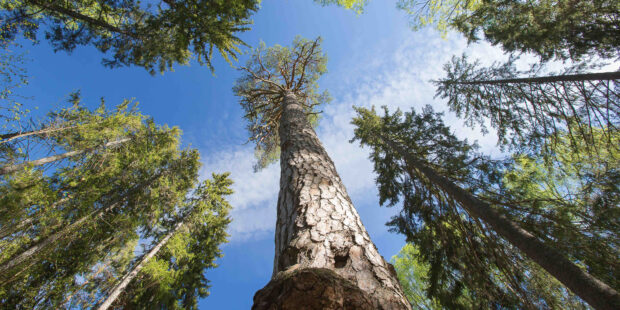 A 380-year-old pine is Estonia’s Candidate for the European Tree of the Year Competition