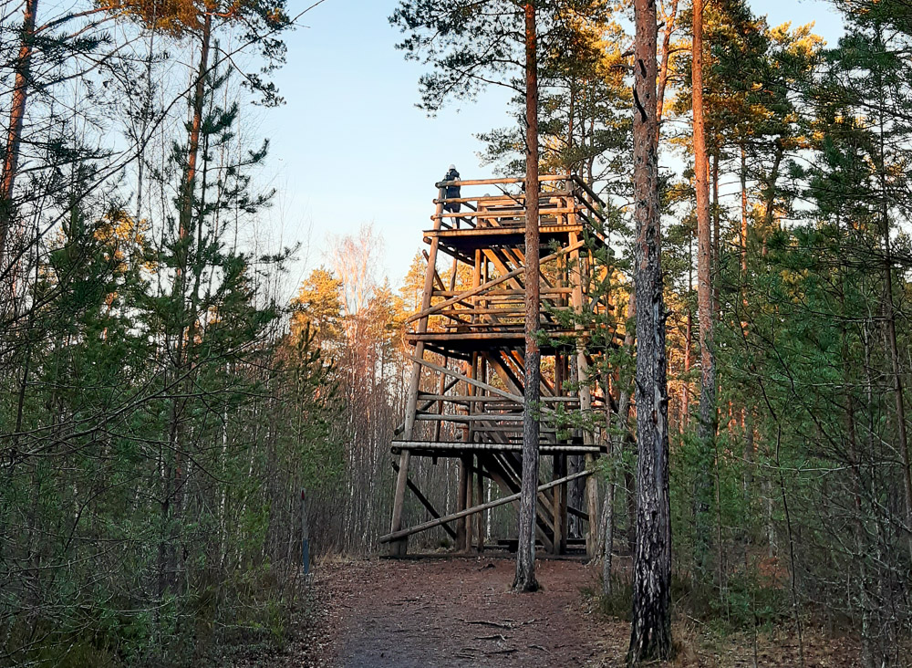 Pääskula Bog – Experience the Peace and Mystery of Estonian Bogs without Leaving Tallinn