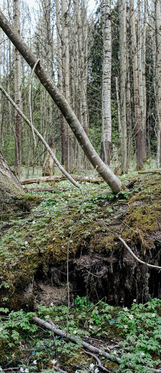 Sanni SaarinenKohtiSuunas2