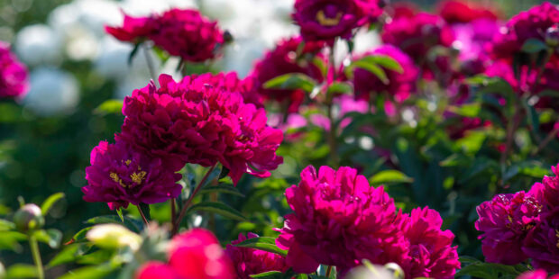 Tallinn Botanic Gardens to exhibit hundreds of different types of blooming peonies from tomorrow