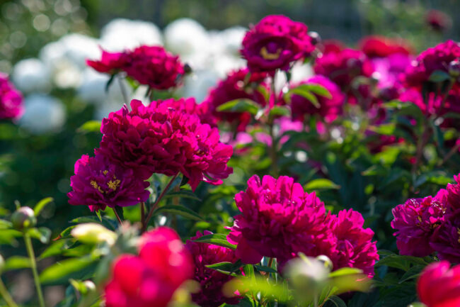 Tallinn Botanic Gardens to exhibit hundreds of different types of blooming peonies from tomorrow