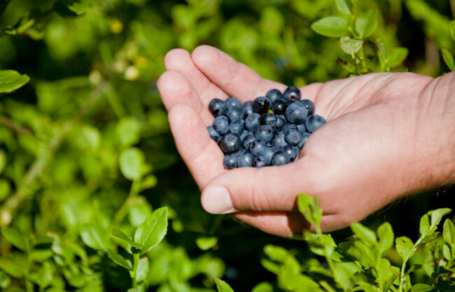 Mushroom and berry picking season has started in South Estonia