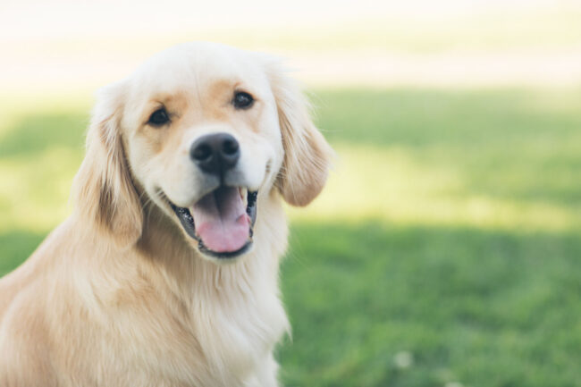 Teach your dog a new trick each Tuesday with the Estonian Animal Protection Society