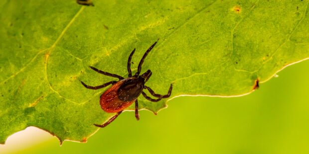 Number of ticks and tick-borne pathogens on the rise in Estonia