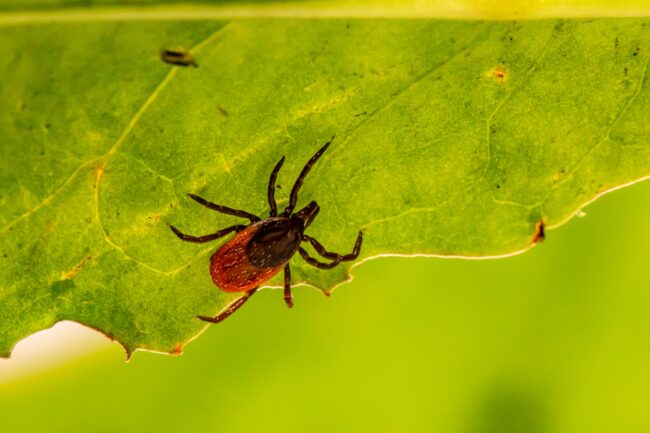 Number of ticks and tick-borne pathogens on the rise in Estonia