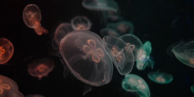 Warm weather has bought exceptionally high numbers of  jellyfish to Estonia’s beaches