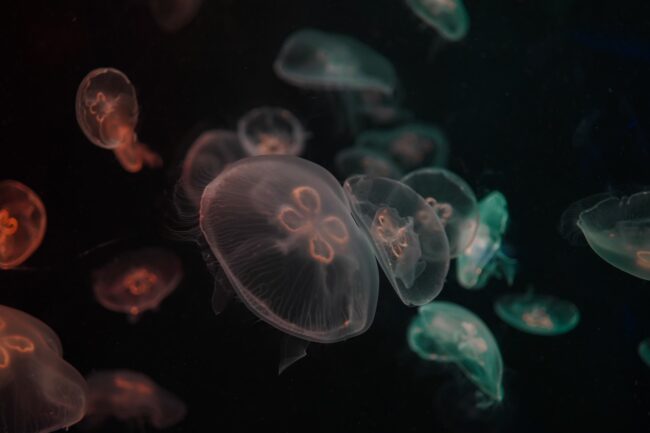 Warm weather has bought exceptionally high numbers of  jellyfish to Estonia’s beaches