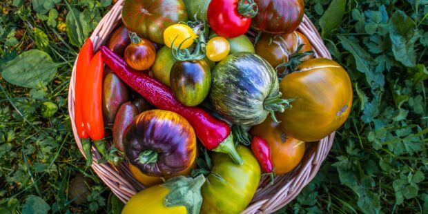 Ensi viikonloppuna Tallinnan kasvitieteellisessä puutarhassa on esillä satoja tomaattilajikkeita