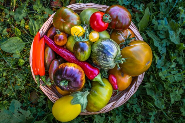 Tomato Festival begins tomorrow at Tallinn Botanic Gardens