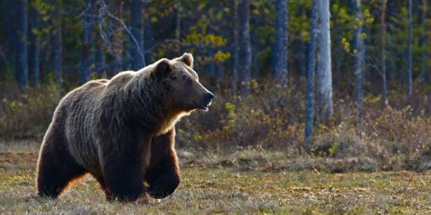 For the first time in 36 years – A bear has settled in Hiiumaa