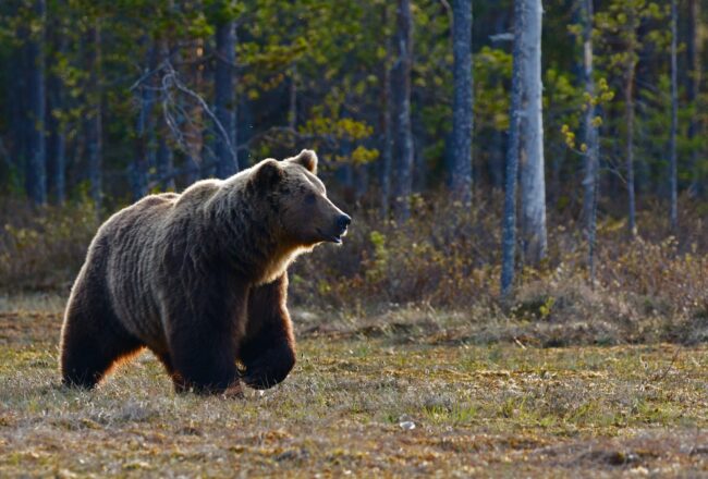 For the first time in 36 years – A bear has settled in Hiiumaa