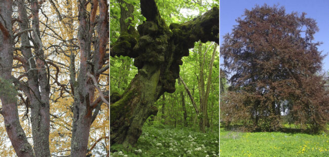 Three worthy trees compete for the title of “Estonian Tree of the Year”