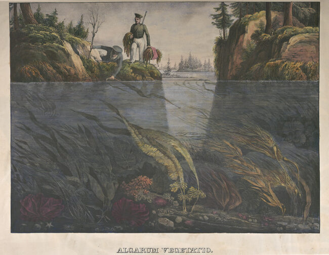 Franz Joseph Ruprecht ja Alexander Postels levää keräämässä. Kuvitusta Postelsin ja Ruprechtin teokseen Illustrationes algarum (Kuvia levistä). Pietari, 1840