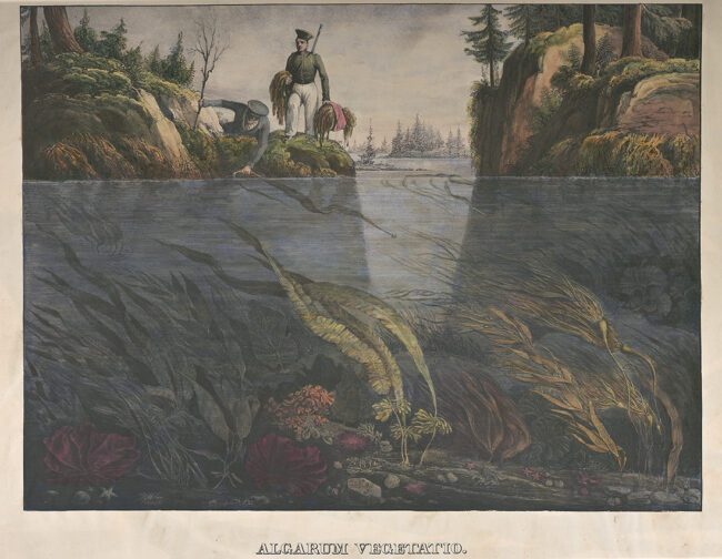 Franz Joseph Ruprecht ja Alexander Postels levää keräämässä. Kuvitusta Postelsin ja Ruprechtin teokseen Illustrationes algarum (Kuvia levistä). Pietari, 1840.