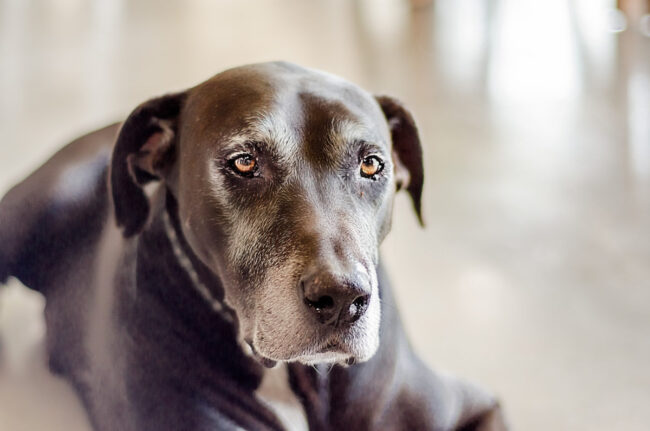 November is elderly animals month