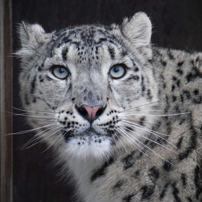 Tallinn Zoo welcomes new Snow Leopard