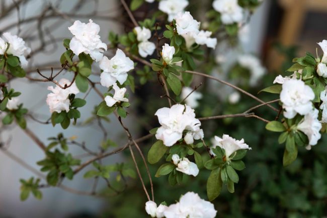 Exhibition of Christmas plants to open tomorrow at Tallinn Botanic Garden