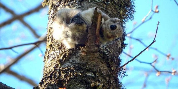 Viron vuoden 2023 eläin on liito-orava