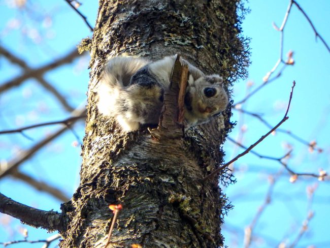 Estonian animal of the Year 2023 – Flying squirrel