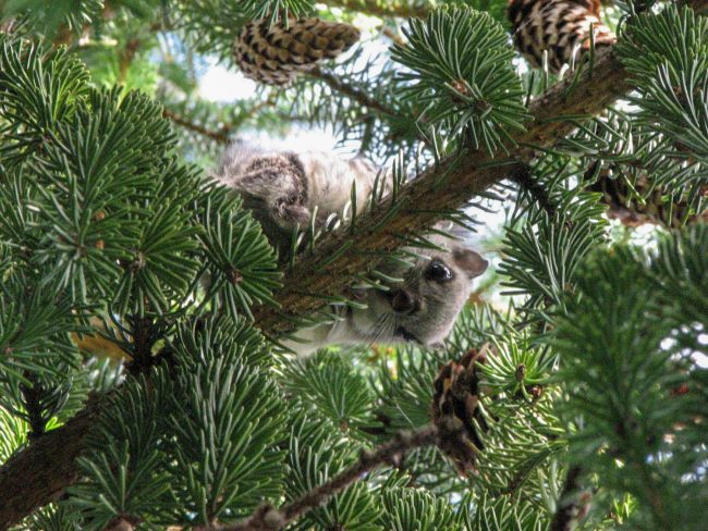 The animal of the year 2023 is the flying squirrel, the bird of the year is the long-tailed duck and the tree of the year is the pine